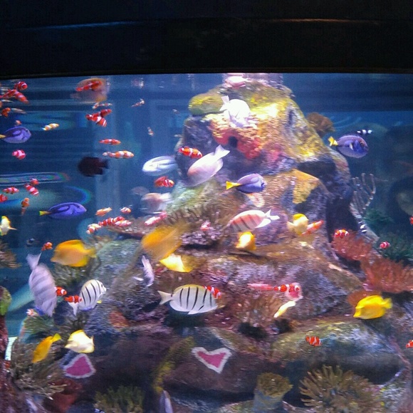 Meet your Posher, Keisha - Picture 1 of 1